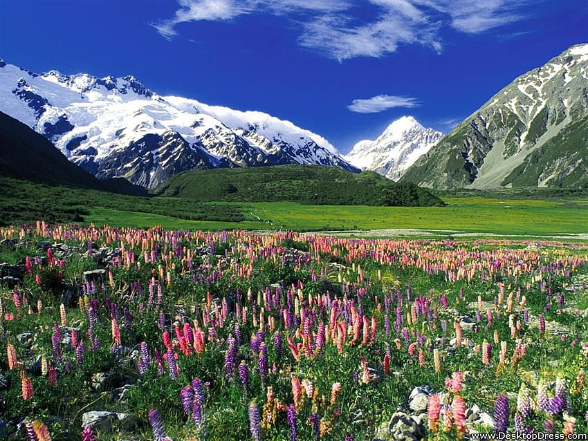 Bunga Latar Belakang Padang Rumput Musim Semi, Gunung Cook, Selandia Baru Wallpaper HD