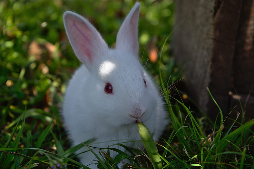 Bonito, coelho branco, animal papel de parede HD
