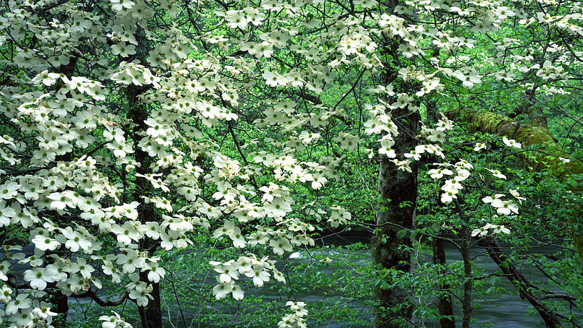 Hartriegel-Blumen HD-Hintergrundbild