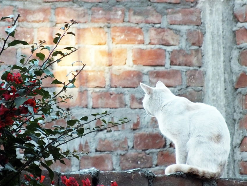 แมวขาว แมวขาว คิตตี้ ต้นไม้ วอลล์เปเปอร์ HD