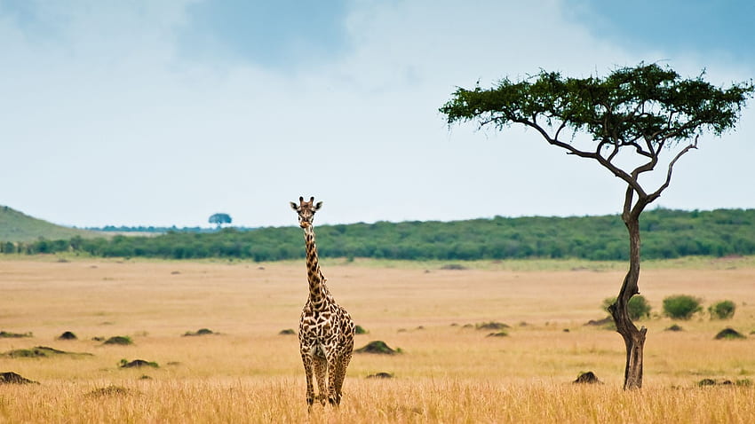 żyrafa, sawanna, pustynia, drzewo Pełne Tapeta HD