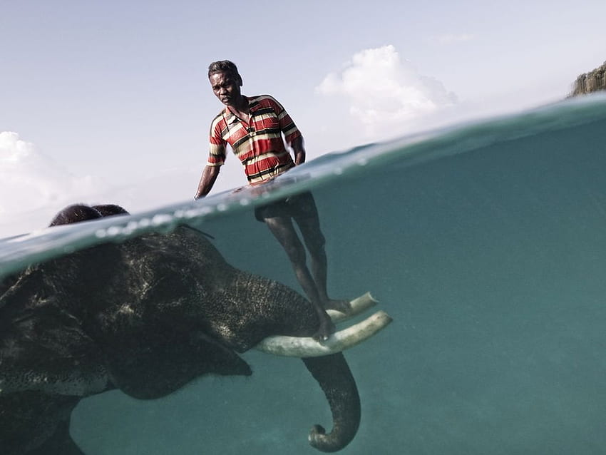 elefante, natação, mahout, humano, selvagem, grande, bangladesh, debaixo d'água, besta, água papel de parede HD