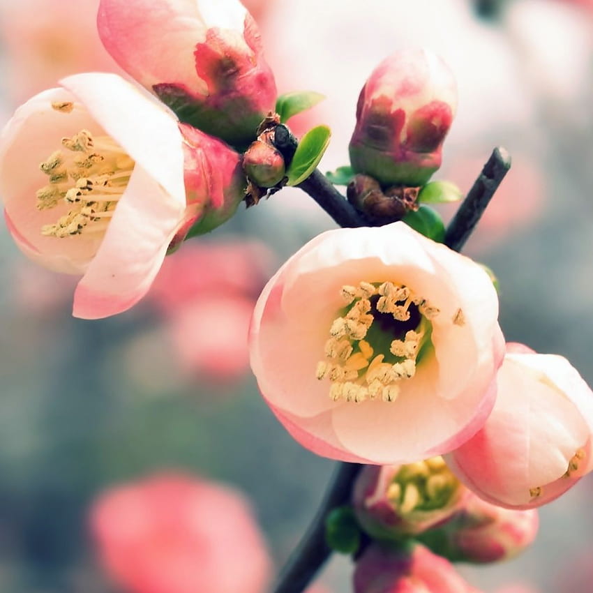 Chào mừng mùa xuân đến! Hình ảnh về bầu trời lam, hoa đào rực rỡ sẽ giúp bạn cảm nhận được không khí tươi vui, ấm áp của mùa xuân. Hãy xem ngay để tận hưởng khoảnh khắc tuyệt vời này.