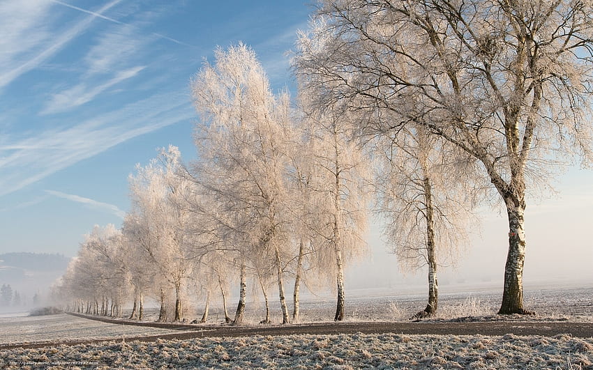 Jalan Musim Dingin, musim dingin, embun beku, pohon, pohon birch, jalan Wallpaper HD