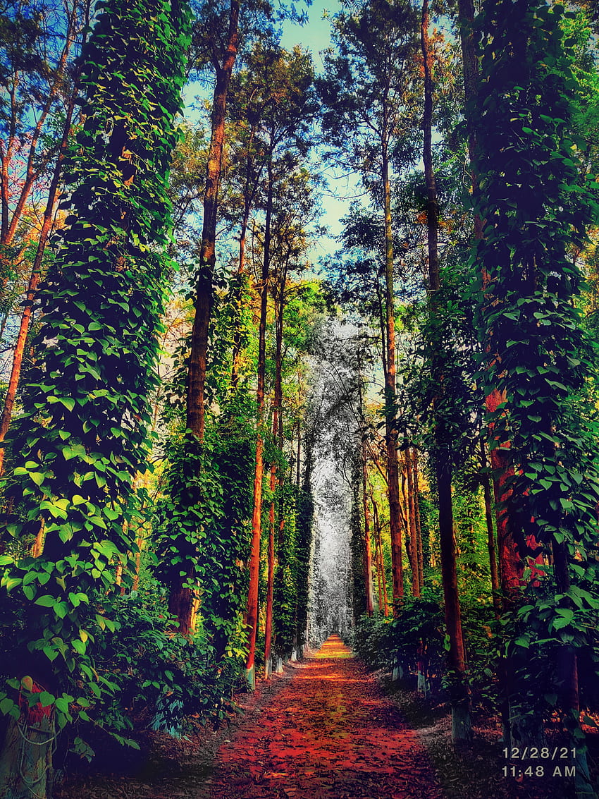 In To the Woods สวย ป่า ส้ม ถนน ความหมาย ผู้คนในธรรมชาติ พืช ดำ ไม้ ป่าไม้ วอลล์เปเปอร์โทรศัพท์ HD