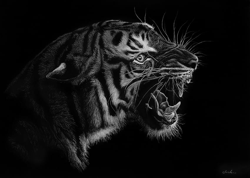 Art, Grin, Predator, Bw, Chb, Tiger HD wallpaper