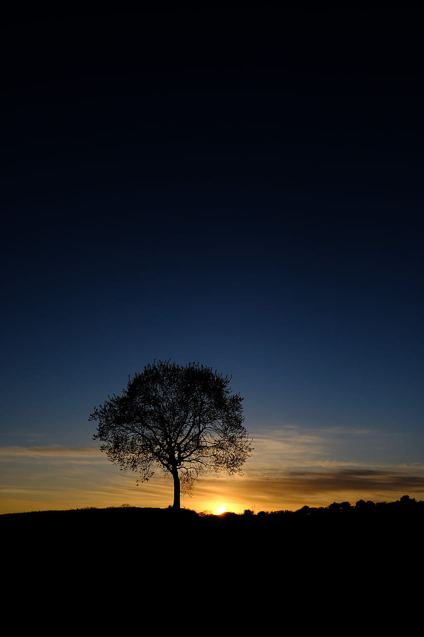 ธรรมชาติ พระอาทิตย์ตก ท้องฟ้า เงา ไม้ ต้นไม้ สาขา วอลล์เปเปอร์โทรศัพท์ HD