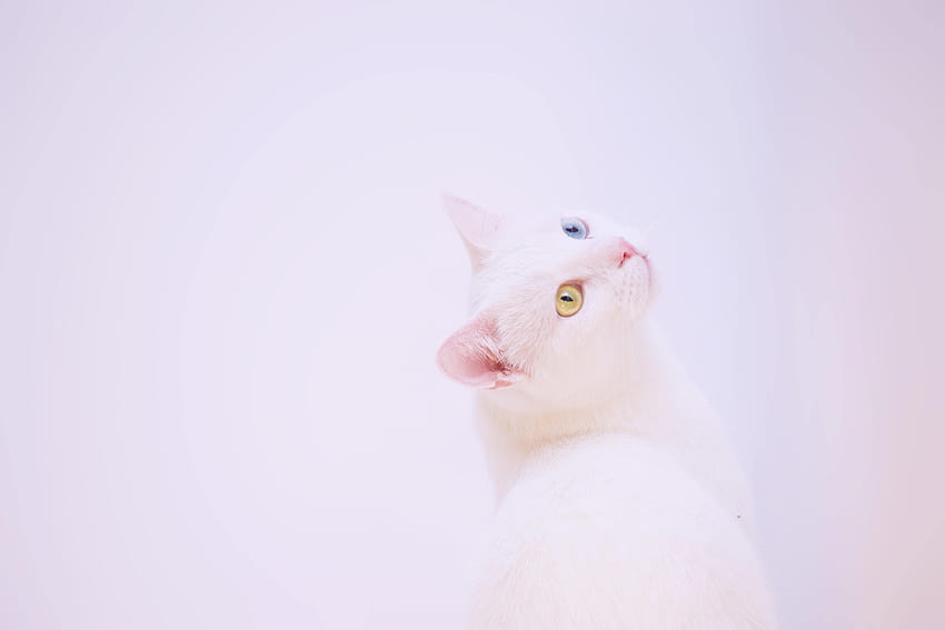 Kucing, Moncong, Minimalisme, Heterochromia Wallpaper HD