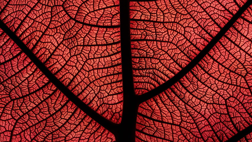 Leaf Macro Veins Plant Red HD wallpaper