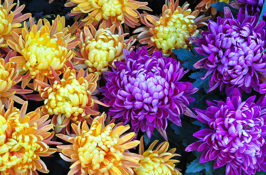 Bunga, Close-Up, Bouquet, Aster Wallpaper HD