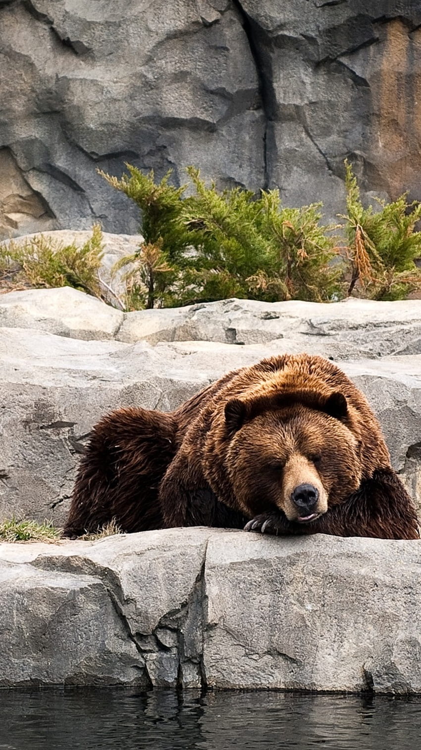 Brown Bear, Sleeping, Zoo, Rocks IPhone 8 7 6 6S , Background HD phone wallpaper