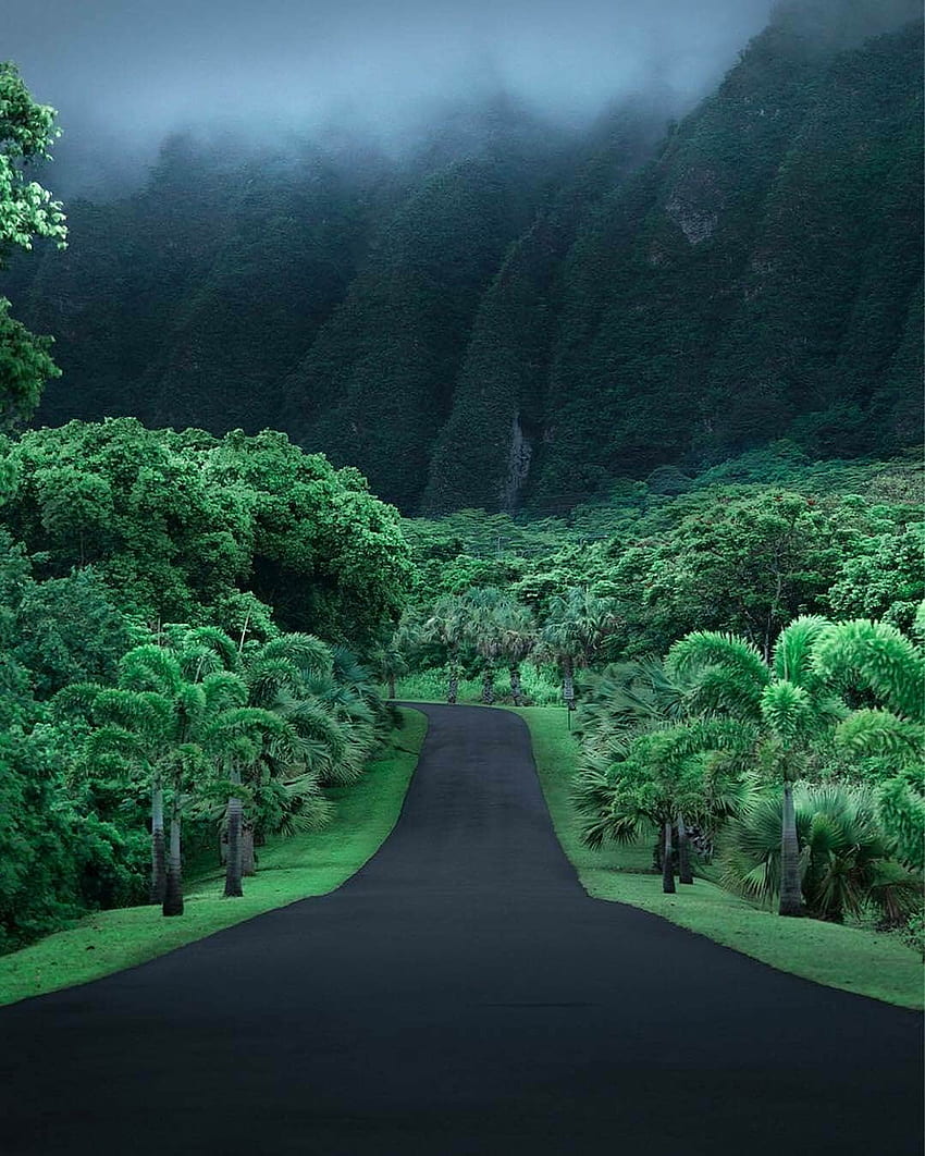 Jalan kosong, Hawaii, Hutan Hawaii wallpaper ponsel HD