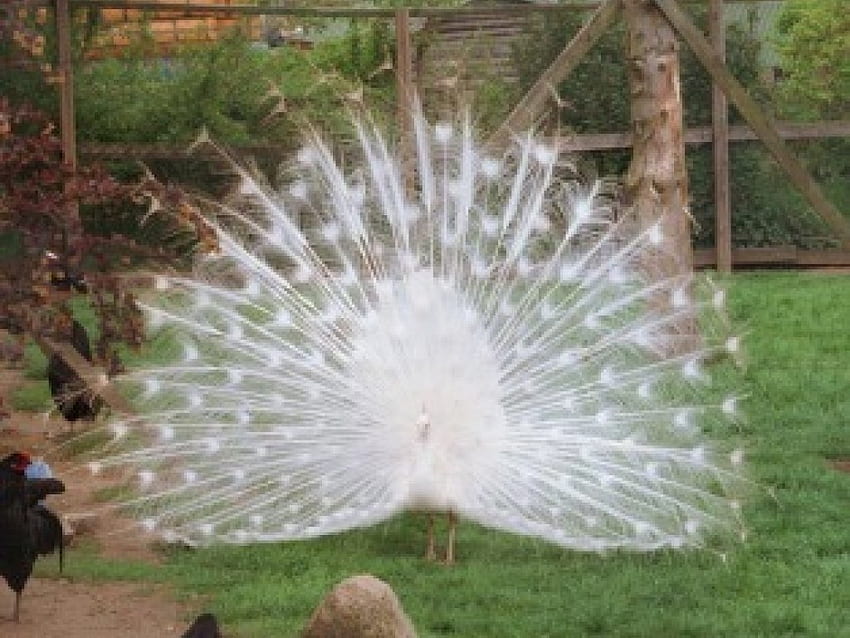 white peacock, see it, believe it HD wallpaper