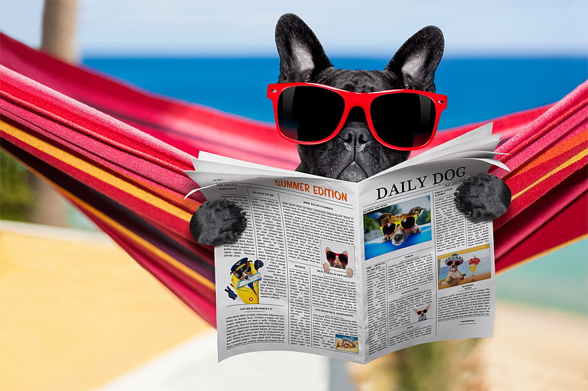 Na plaży, niebieski, pies, zwierzę, czarny, aktualności, uroczy, papier, hamak, plaża, lato, szczeniak, okulary przeciwsłoneczne, ponownie, zabawny, łapa, pies Tapeta HD