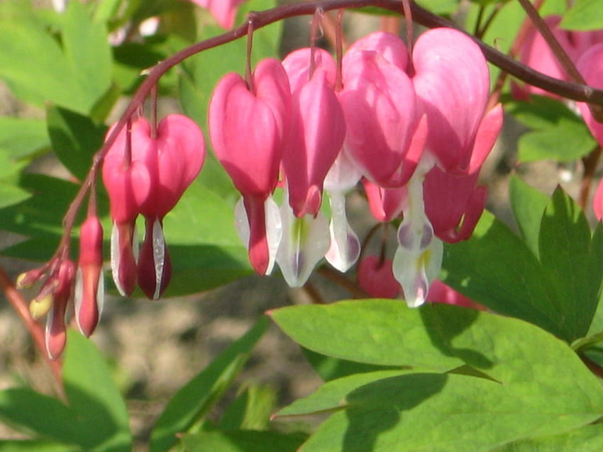 หัวใจเลือดออก สีชมพู หัวใจ ฤดูใบไม้ผลิ ดอกไม้ วอลล์เปเปอร์ HD