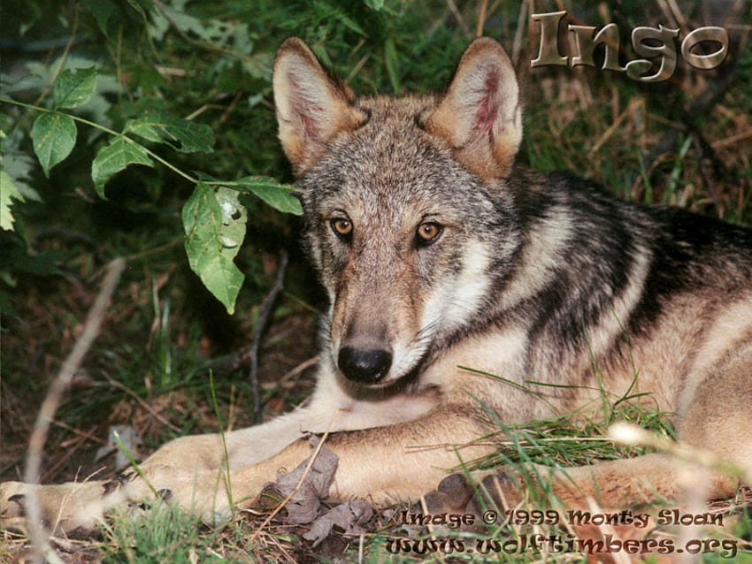 Entspannter und wachsamer Wolf, Timberwölfe, graue Wölfe, Wölfe, entspannte Wölfe, wachsame Wölfe, Welpen, Natur HD-Hintergrundbild