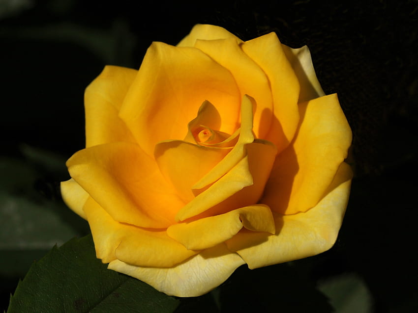 Bella rosa dell'amicizia gialla .., amorevole, essendo lì per me, vera amicizia tesoro speciale, premurosa Sfondo HD