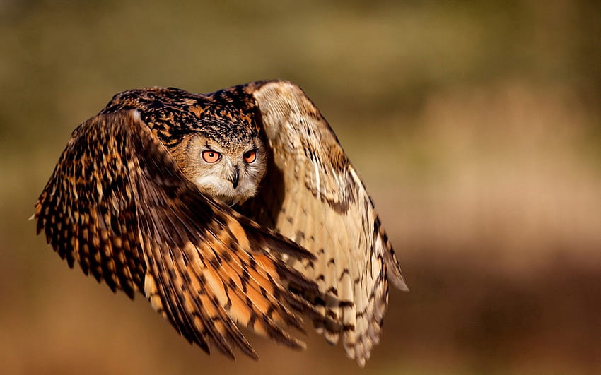 Animals, Owl, Bird, Flight, Wings HD wallpaper