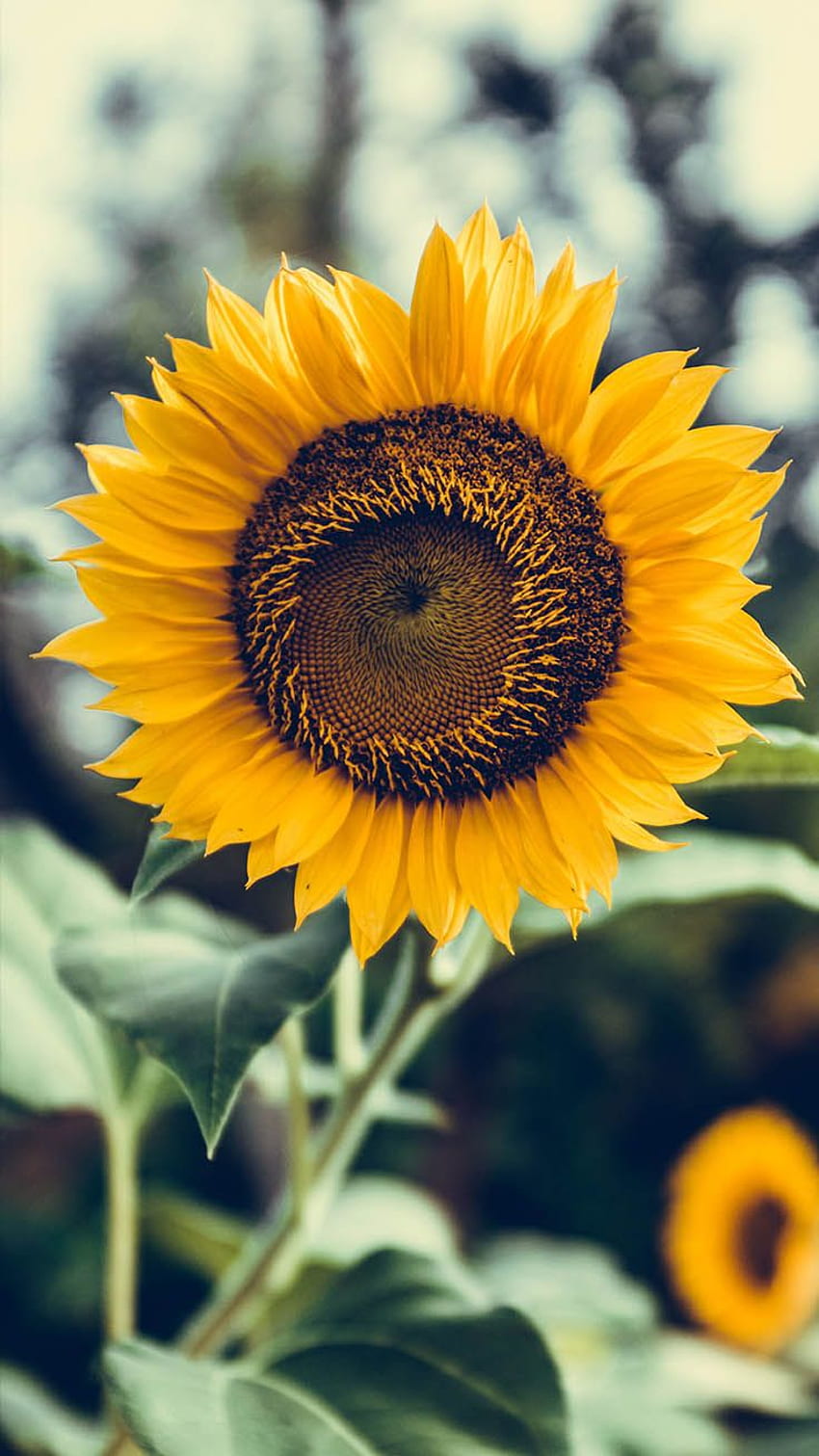 Download Enjoy the sunflower aesthetic for your iPhone Wallpaper   Wallpaperscom