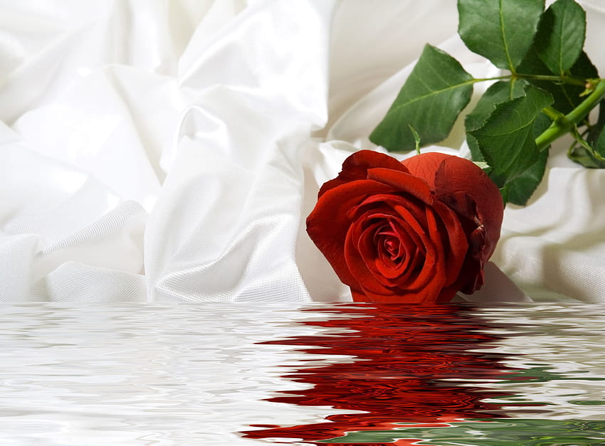 Mawar Dicelupkan Ke Dalam Air Wallpaper HD