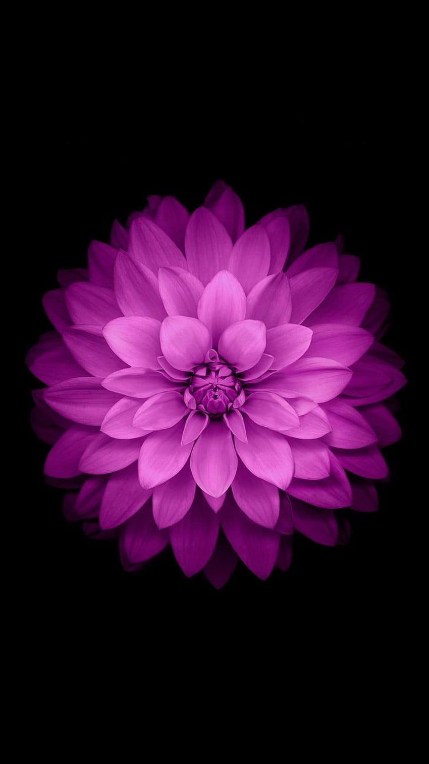Einzelne Blume , , , . Aufflackern, lila Sonnenblume HD-Handy-Hintergrundbild