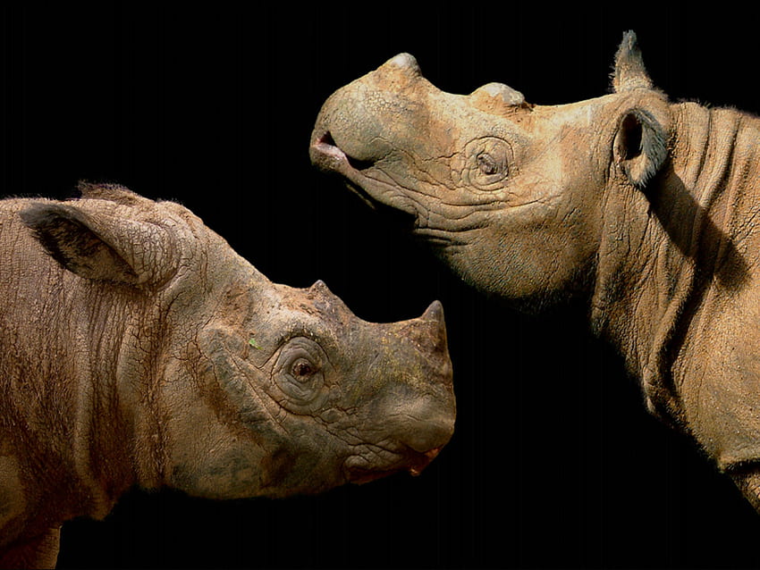 sumatran rhino, africa, rhinoceros, wild life, stunning HD wallpaper