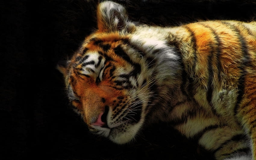tigre addormentata, animale, gatto, felino, tigre Sfondo HD