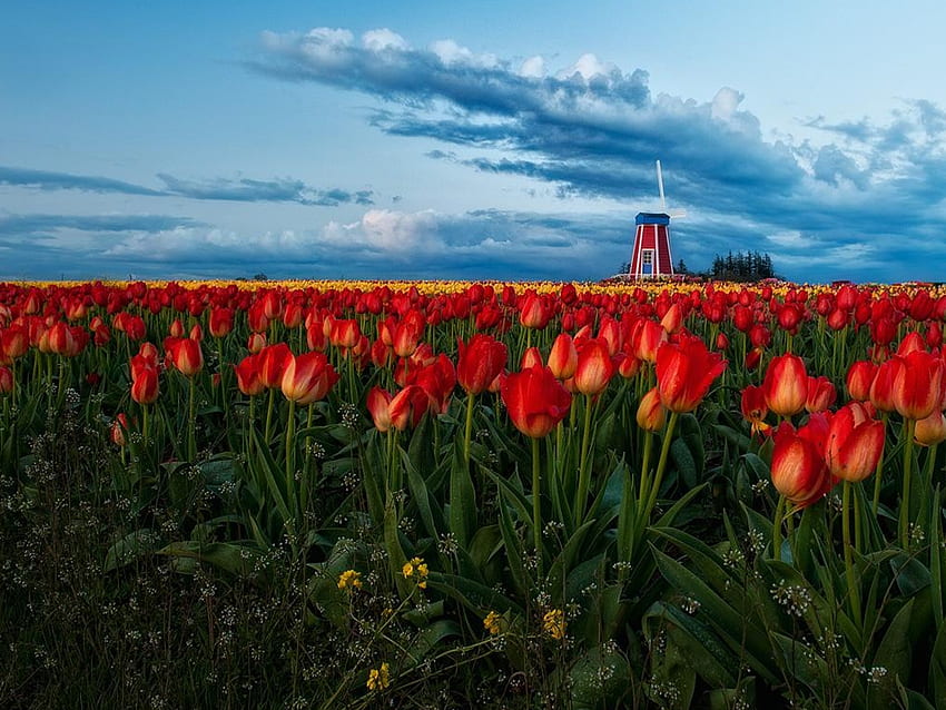 Field Of Tulips, blue, colorful, tulip, yellow tulips, colors, peaceful, tulips, beauty, red tulips, windmill, red tulip, mill, windmills, landscape, beautiful, grass, mills, pretty, field, field of flowers, yellow, red, view, clouds, nature, sky, flowers, lovely, splendor, yellow tulip HD wallpaper