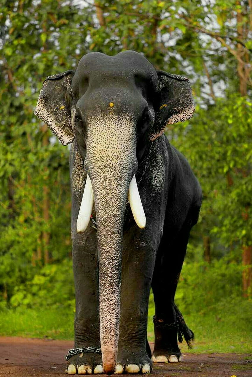 아시아 코끼리, 케랄라 코끼리 HD 전화 배경 화면