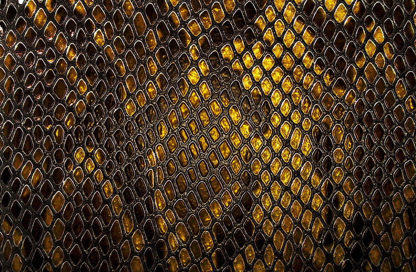 Snake Skin, Snake Texture HD wallpaper