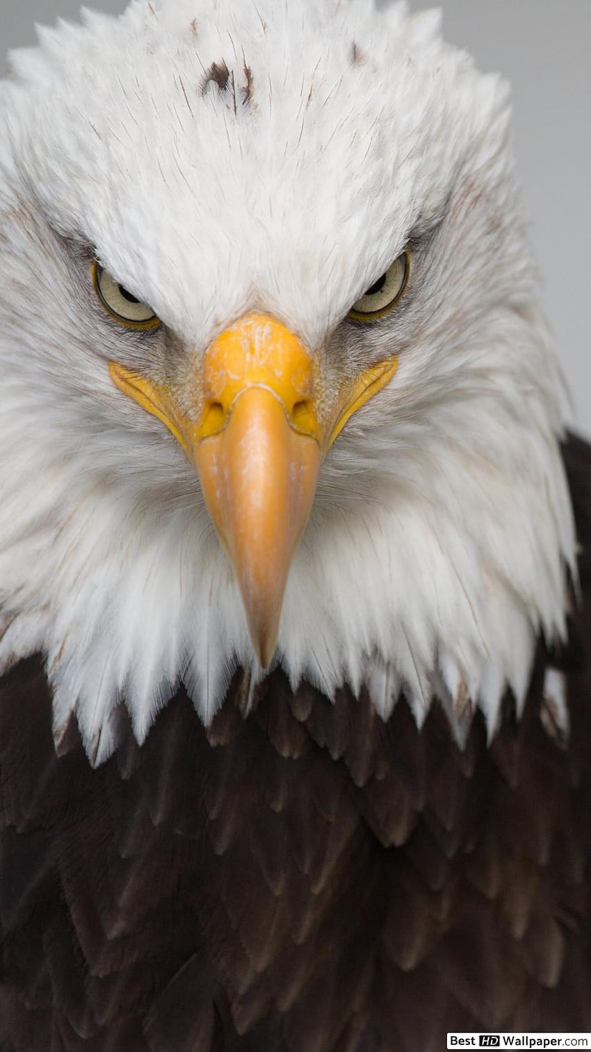 Eagle sharp eyed predator HD phone wallpaper