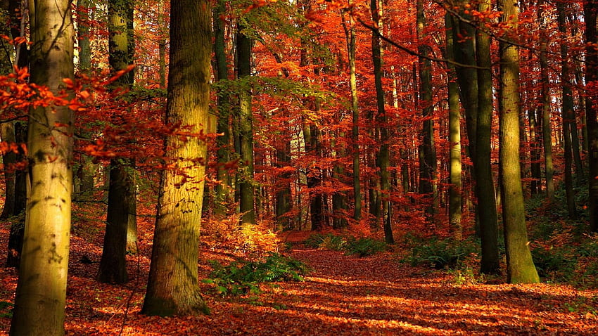 autumn, wood, leaves, trees, red, gleams Full Background, Fall Wood HD wallpaper