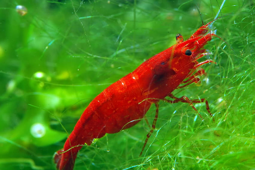 beauty red, life, animals, n, red, nature, water, prawn HD wallpaper
