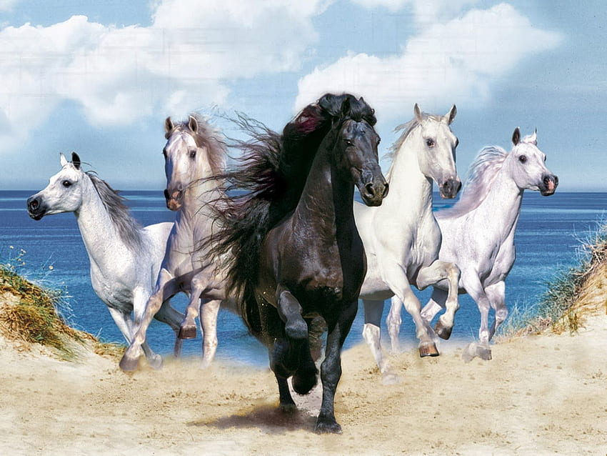 CAVALLI . . Animaux beaux, Chevaux noirs, Chevaux blancs, Ice Horse Sfondo HD