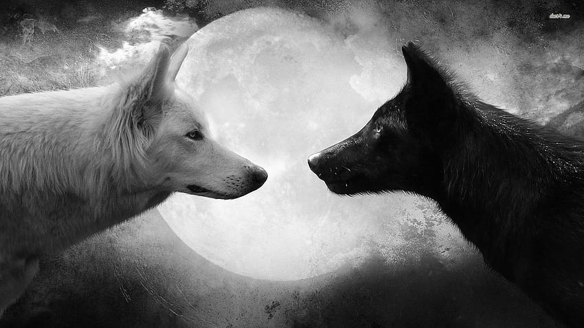 Los mejores lobos blancos y negros juntos FULL, White Wolf fondo de pantalla