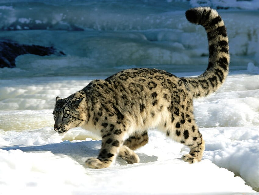 снежен леопард, 3, виж опашката ми, дебна HD тапет