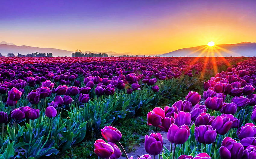 Skagit Valley 일출, 워싱턴, 필드, 보라색, 꽃, 하늘, 태양, 튤립, 봄 HD 월페이퍼