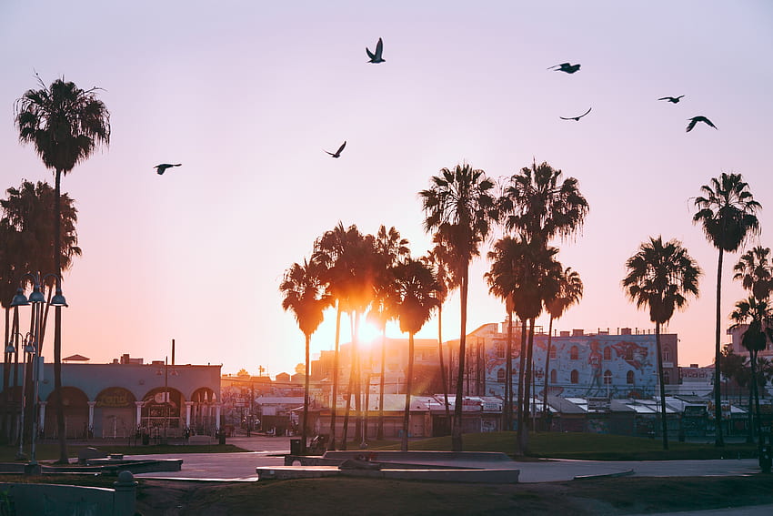 ヤシの木、夜明け、鳥、ベニス ビーチ、ロサンゼルス、アメリカ合衆国の背景、ロサンゼルスの美学 高画質の壁紙