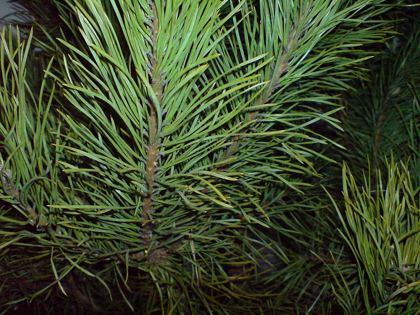 Plants, Needle, Pine HD wallpaper