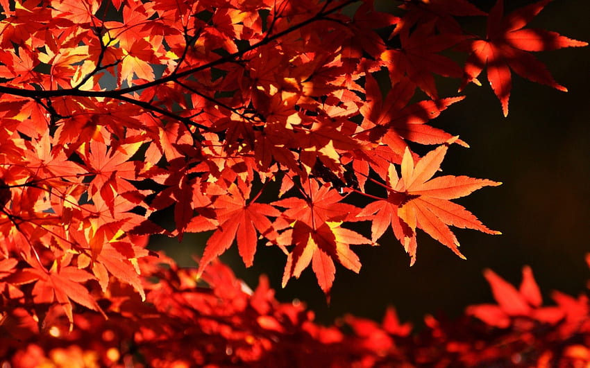 Japanische Ahornbäume, Herbst, japanische Ahornblätter HD-Hintergrundbild