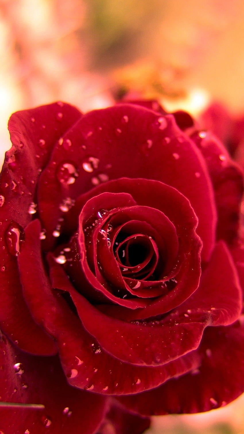 로즈 포 폰. 최상의 . 장미 꽃, 붉은 장미 꽃, 장미 꽃, 아름다운 붉은 장미 HD 전화 배경 화면