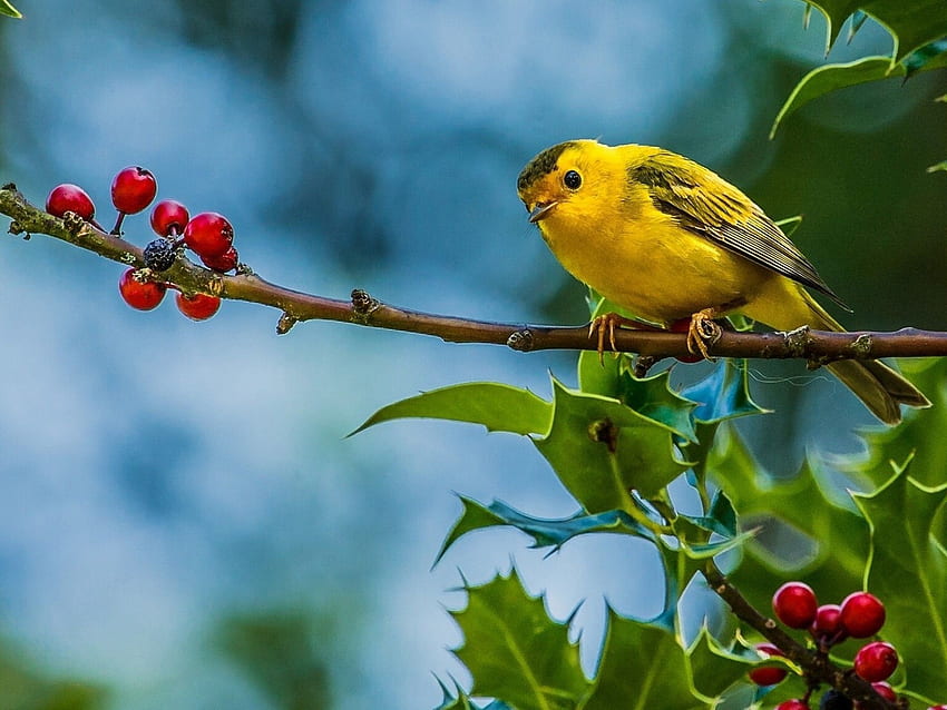 Piccoli uccelli gialli Warblers, canarino Sfondo HD