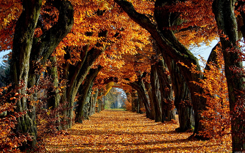 Sonbahar tüneli, tünel, harika, grafik, renkler, güzel, iz, iz, manzara, kahverengi, ağaçlar, sonbahar, harika, yol, patika, sahne, yol, sonbahar, manzara, güzel, rota, turuncu, yol, ağ geçidi, yapraklar yeşil serin doğa yaprak ihtişam HD duvar kağıdı