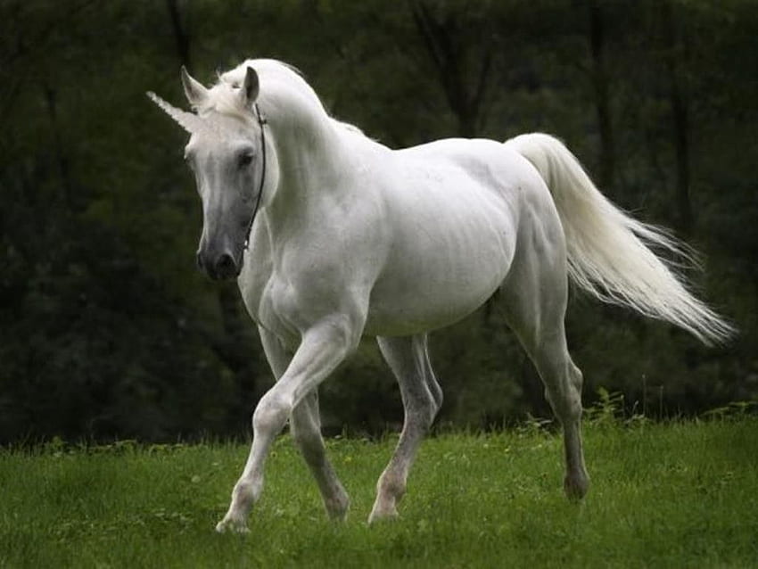 Друго: Mystical Beauty Running Horse White Fantasy Pure Dreamy, Real Unicorn HD тапет