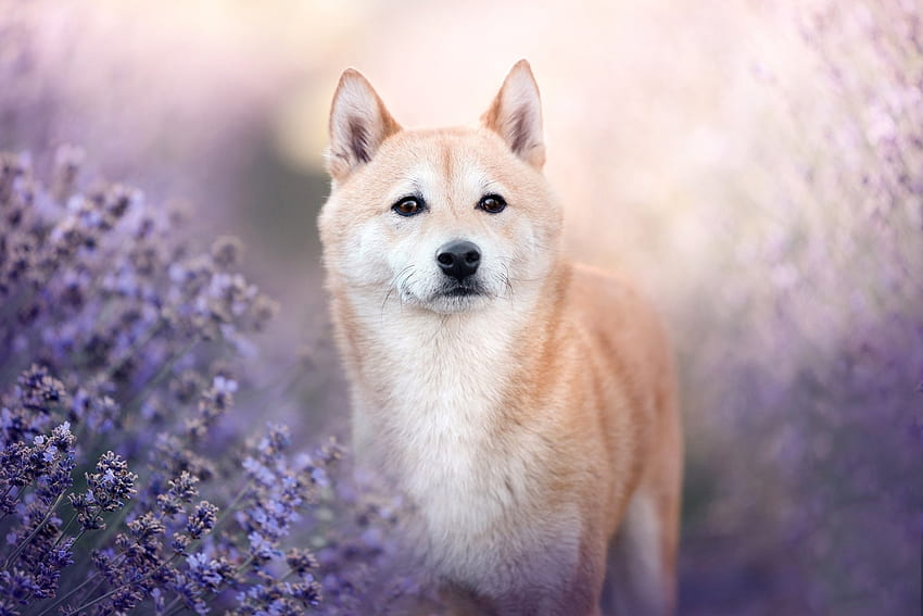 Shiba-Inu, hewan, Shiba, Anjing, Inu Wallpaper HD