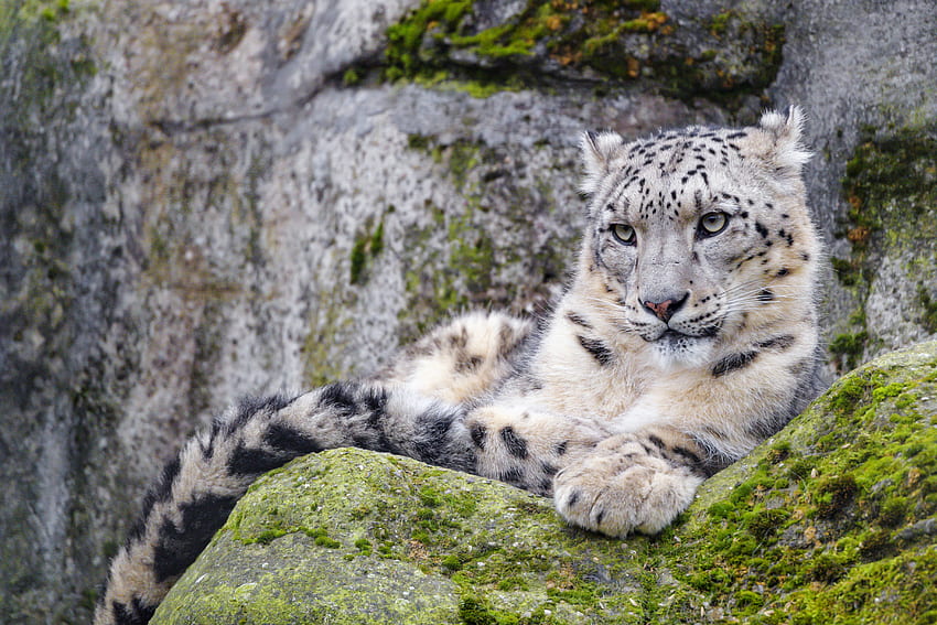 Animals, Snow Leopard, Predator, Sight, Opinion, Wildlife, Irbis HD wallpaper
