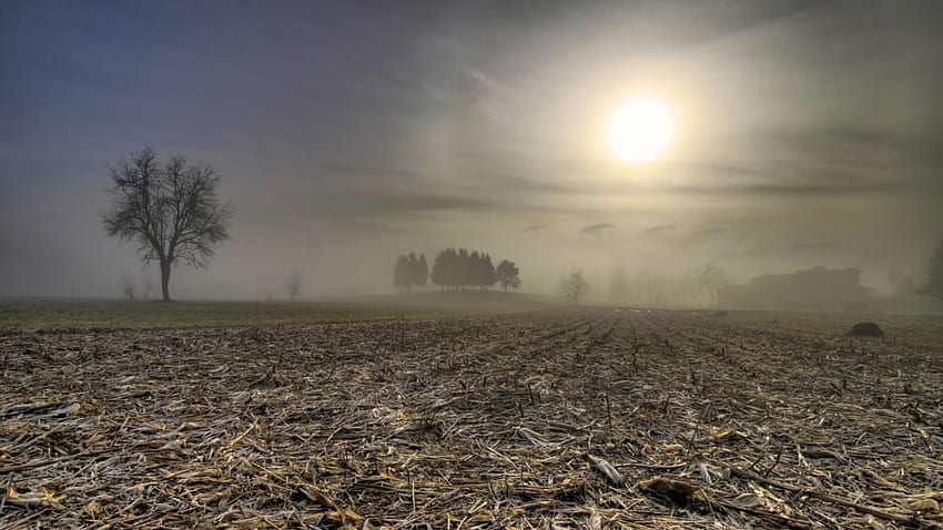 царевично поле в сутрешна мъгла, мъгла, поле, изгрев, дърво HD тапет
