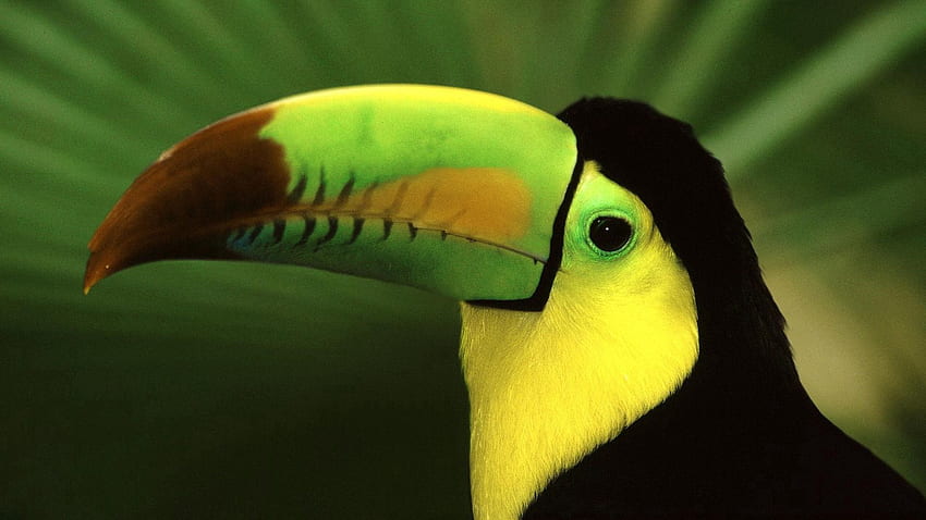 สัตว์ นก จะงอยปาก สี นกทูแคน แปลกใหม่ วอลล์เปเปอร์ HD