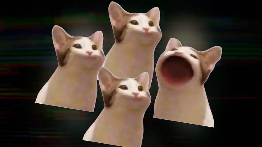 Cat Pop Bohemian Rhapsody, Popcat HD wallpaper