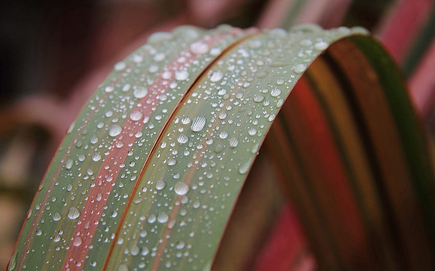 Drops, Plant, Macro, Sheet, Leaf, Dew HD wallpaper